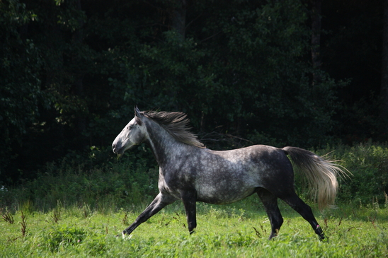 Dark gray horse galloping at the field
